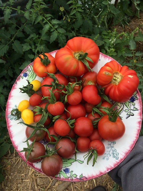 assiette_de_tomates