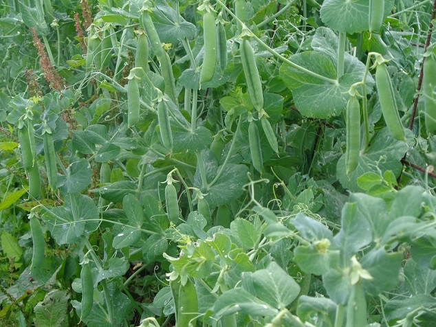 merveille_de_kelvedon