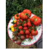 assiette_de_tomates
