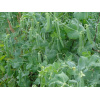 merveille_de_kelvedon
